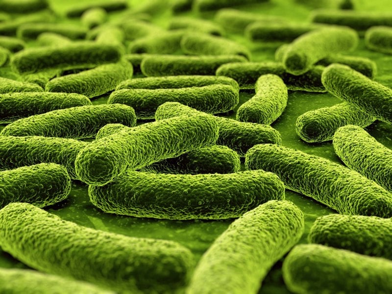 \"Bacterias